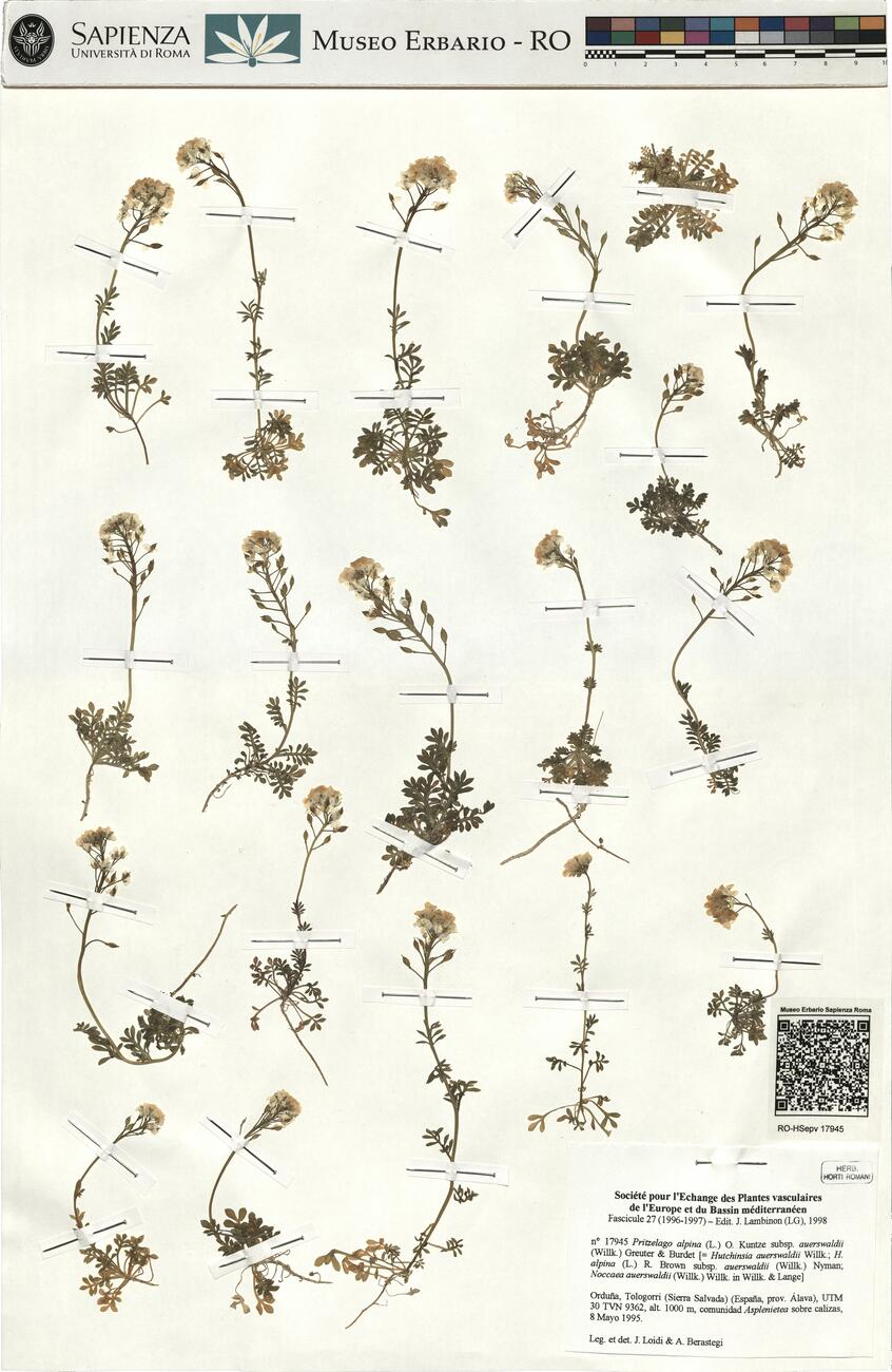 Pritzelago alpina (L.) O. Kuntze subsp. auerswaldii (Willk.) Greuter & Burdet -  RO-HSepv 17945 photo