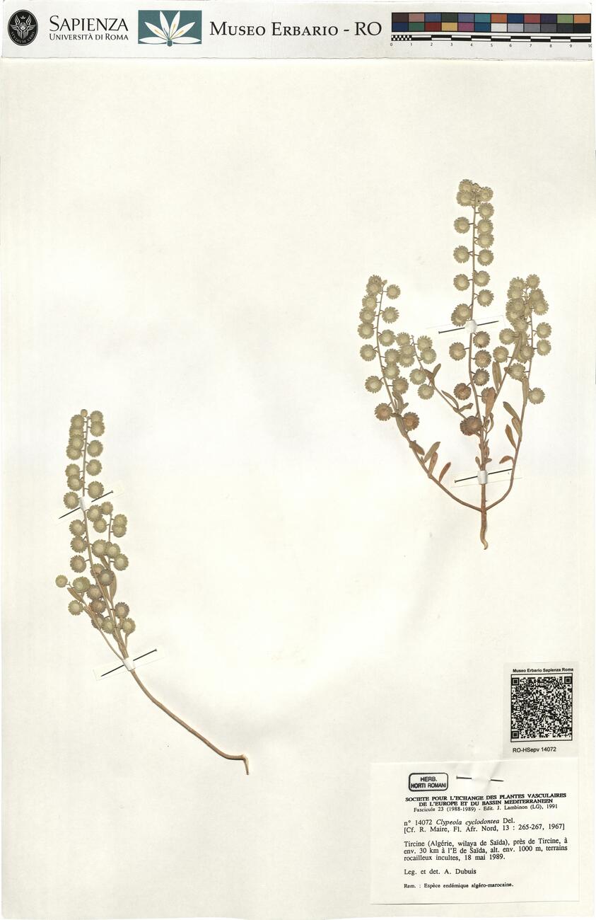 Clypeola cyclodontea Del.  -  RO-HSepv 14072 photo