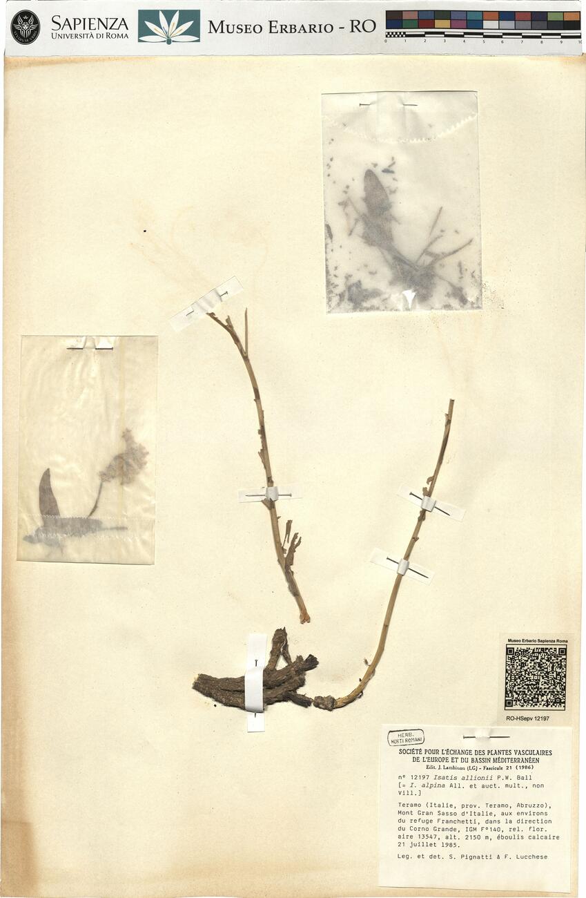 Isatis allionii P.W. Ball -  RO-HSepv 12197 photo