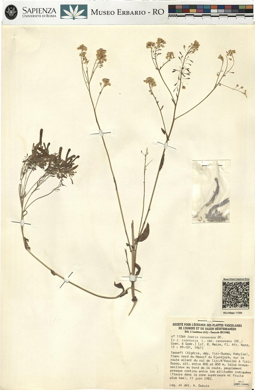 Isatis canescens DC. -  RO-HSepv 11264 photo