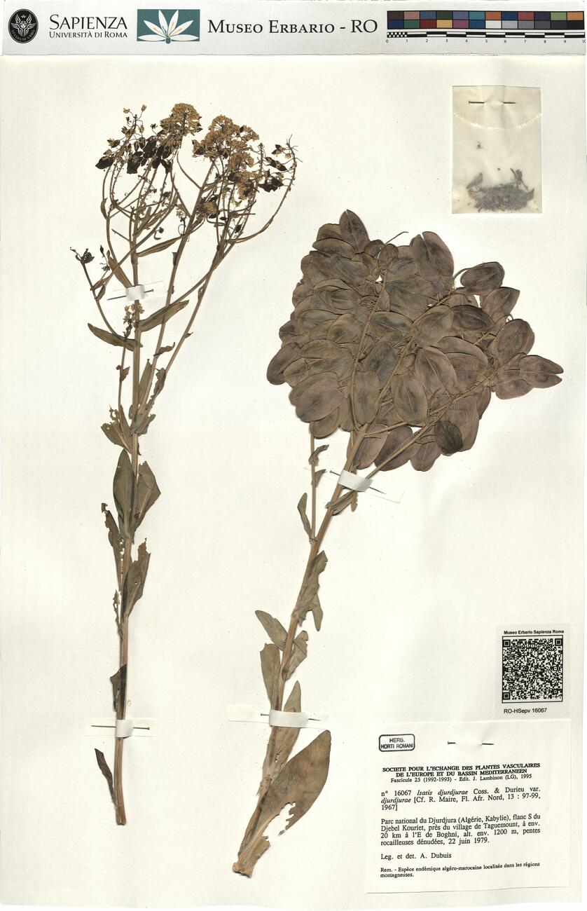 Isatis djurdjurae Coss. & Durieu var. djurdjurae -  RO-HSepv 16067 photo