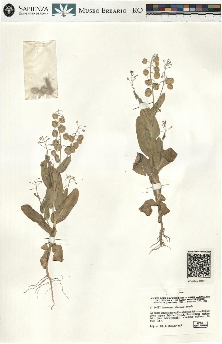 Sameraria bidentata Botsch. -  RO-HSepv 14097 photo