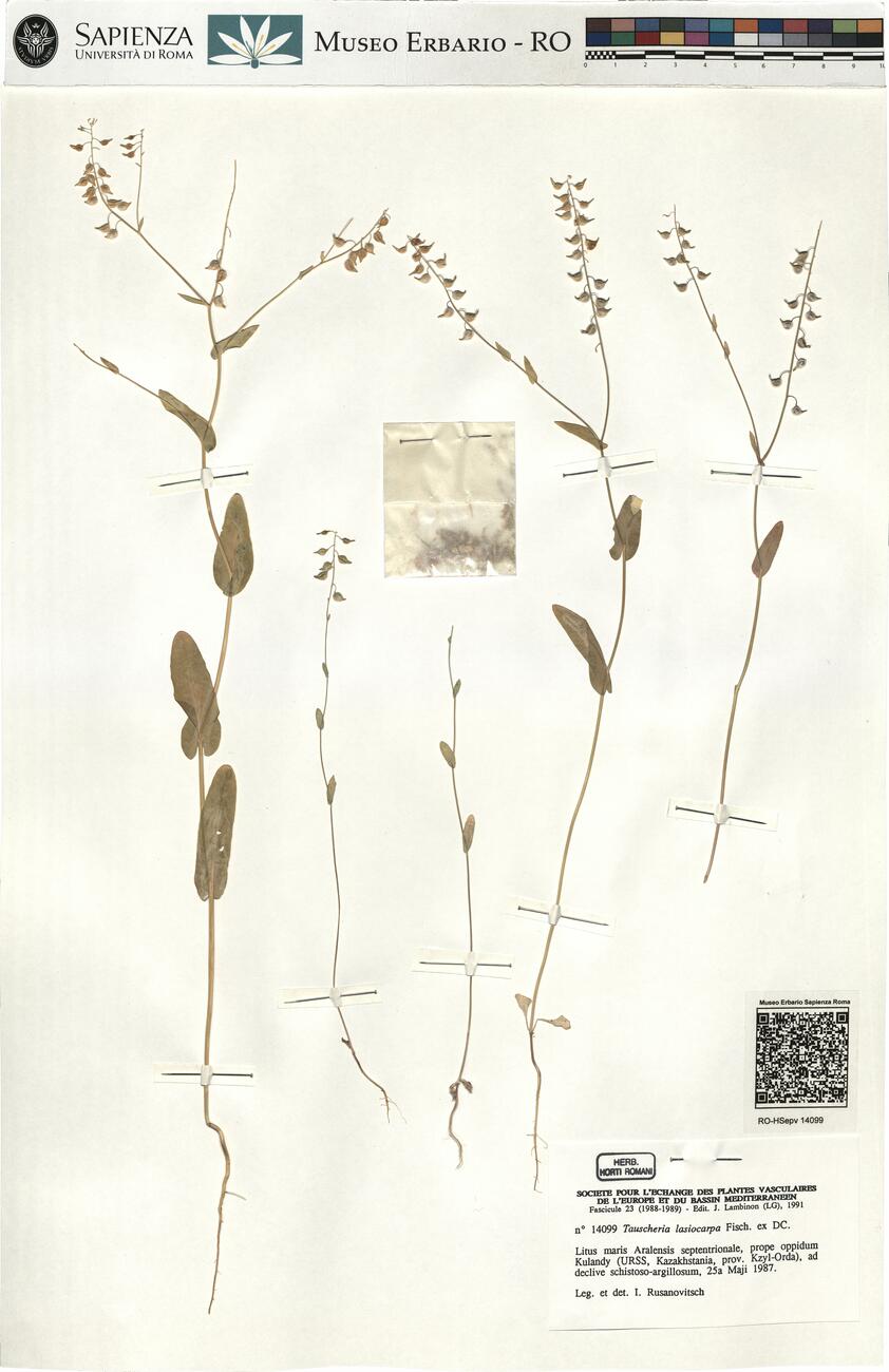 Tauscheria lasiocarpa Fisch. ex DC.  -  RO-HSepv 14099 photo