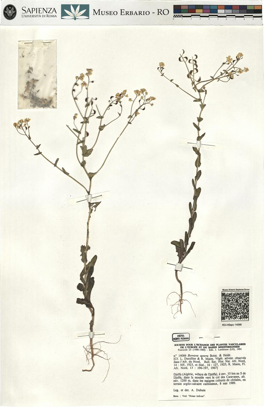 Boreava aptera Boiss. & Heldr. -  RO-HSepv 14066 photo