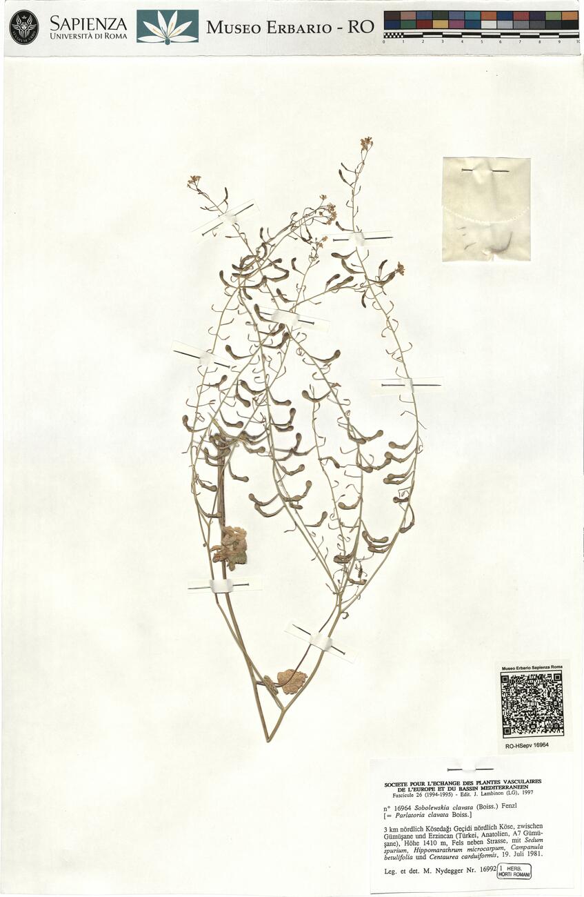 Sobolewskia clavata (Boiss.) Fenzl -  RO-HSepv 16964 photo