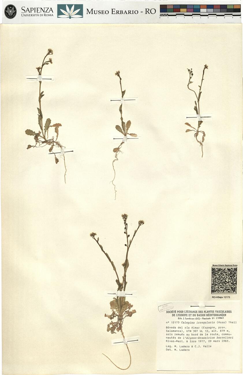 Calepina irregularis (Asso) Thell -  RO-HSepv 12173 photo