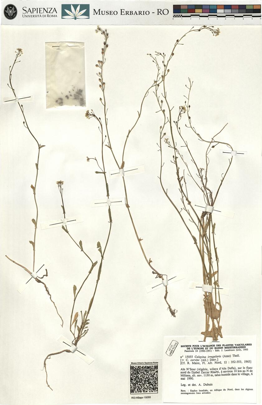 Calepina irregularis (Asso) Thell. -  RO-HSepv 15055 photo