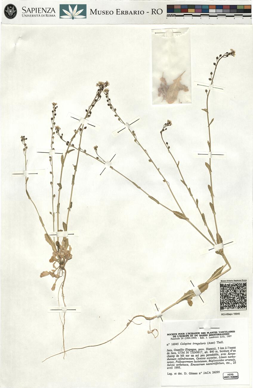 Calepina irregularis (Asso) Thell. -  RO-HSepv 16945 photo