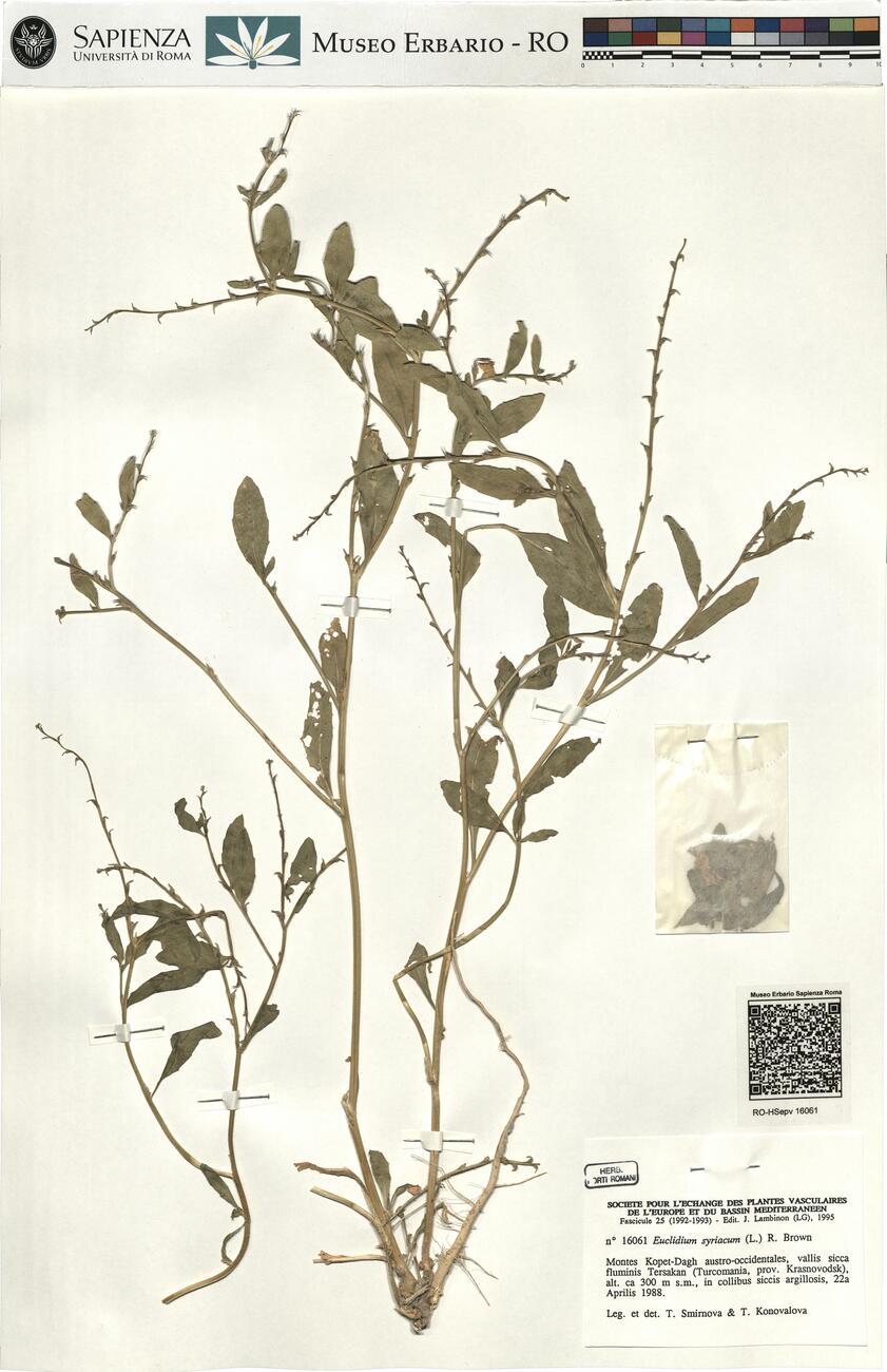 Euclidium syriacum (L.) R. Brown -  RO-HSepv 16061 photo