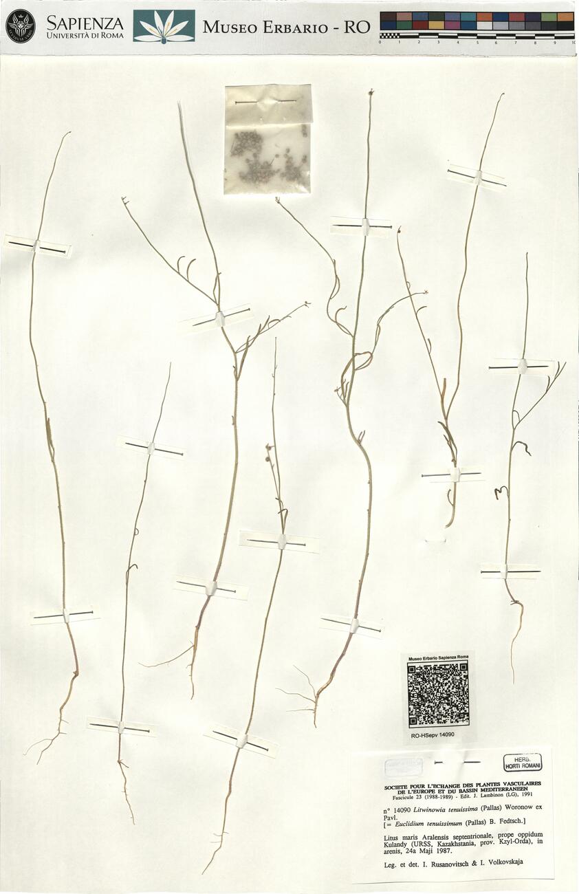 Litwinowia tenuissima (Pallas) Woronow ex Pavl. -  RO-HSepv 14090 photo