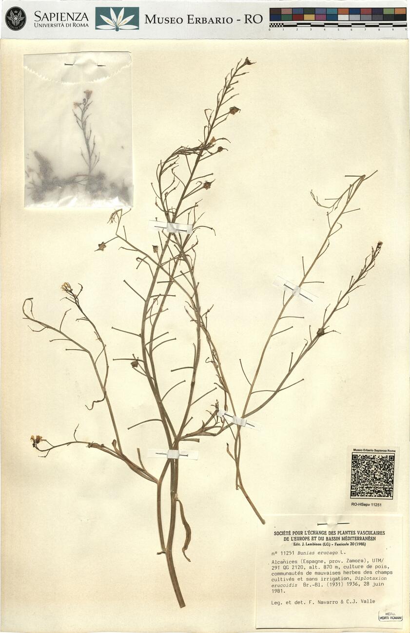 Bunias erucago L. -  RO-HSepv 11251 photo