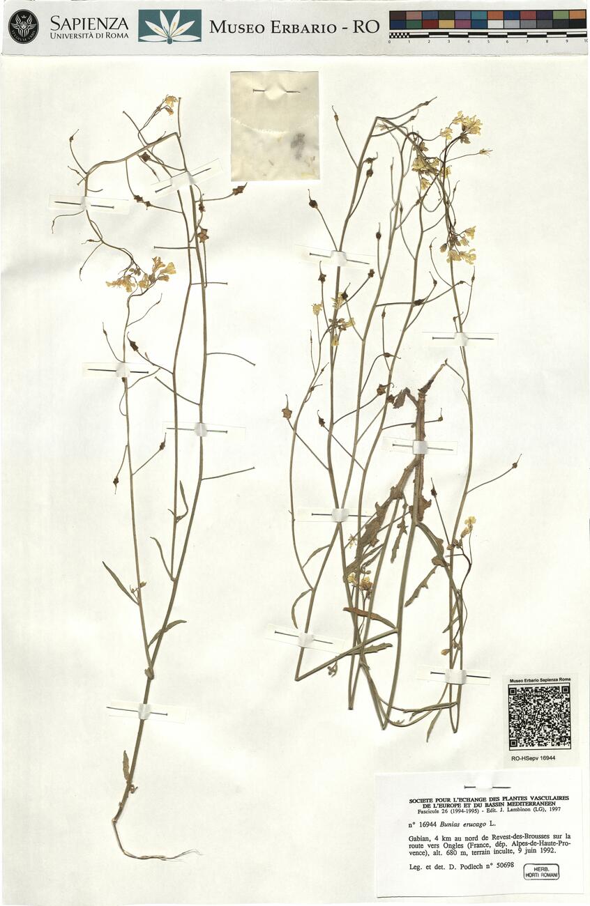 Bunias erucago L. -  RO-HSepv 16944 photo