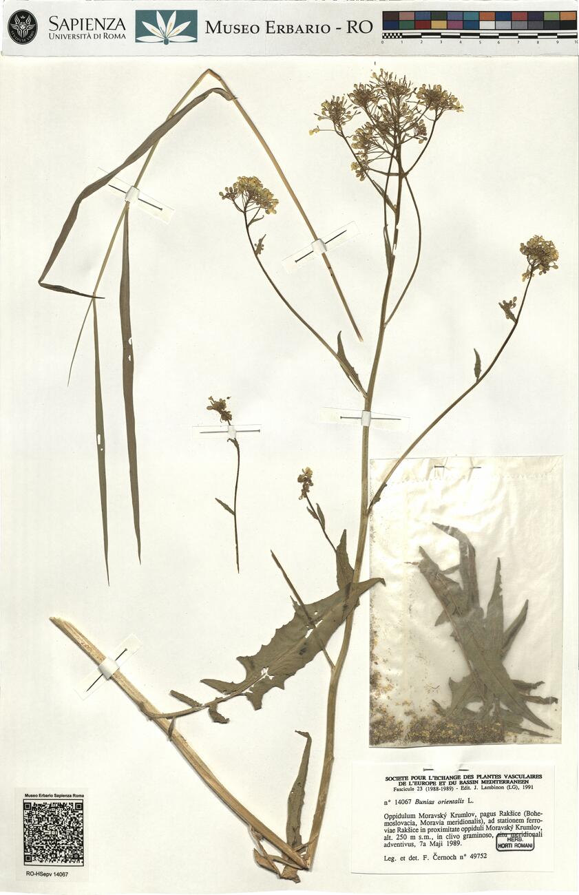Bunias orientalis L. -  RO-HSepv 14067 photo