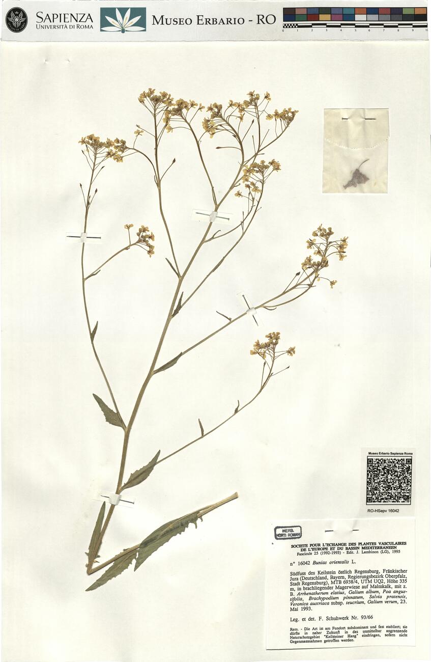 Bunias orientalis L. -  RO-HSepv 16042 photo