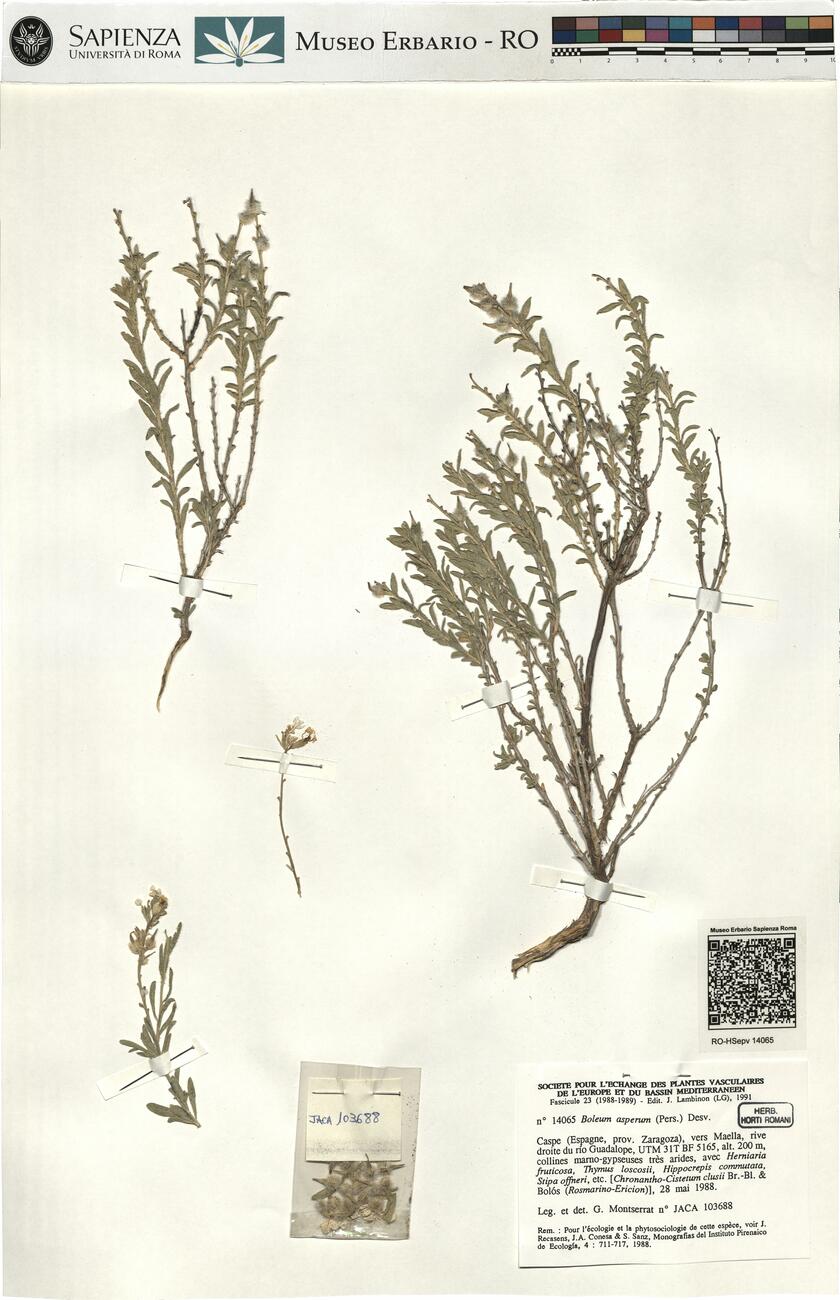 Boleum asperum (Pers.) Desv. -  RO-HSepv 14065 photo