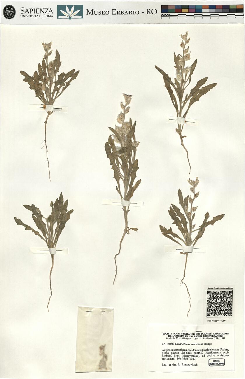 Lachnoloma lehmannii Bunge -  RO-HSepv 14086 photo