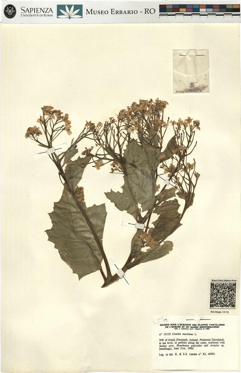 Crambe maritima L. -  RO-HSepv 13118 photo