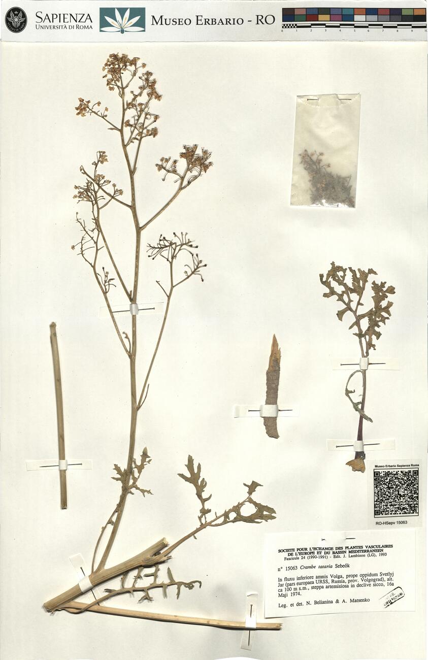 Crambe tataria Sebeók -  RO-HSepv 15063 photo