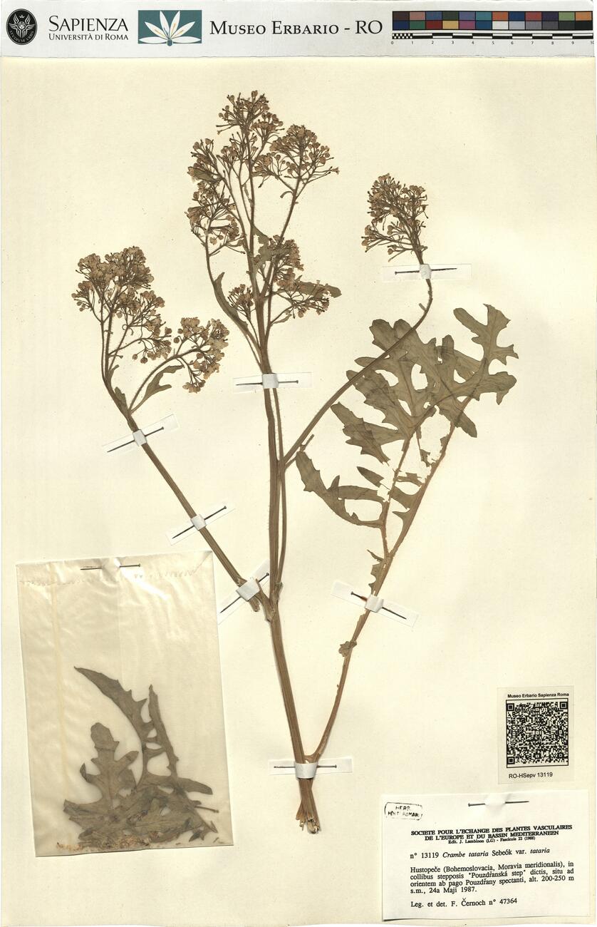 Crambe tataria Sebeók var. tataria -  RO-HSepv 13119 photo