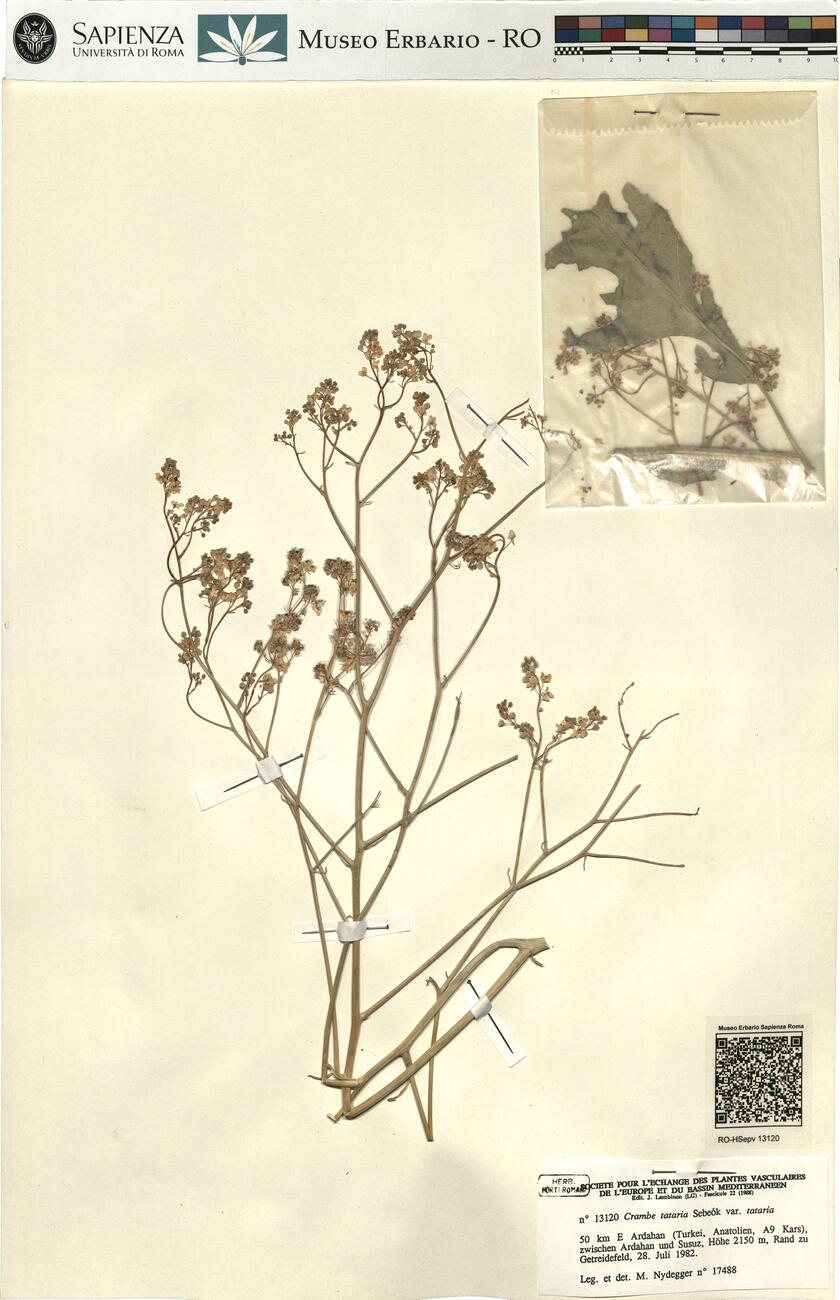 Crambe tataria Sebeók var. tataria -  RO-HSepv 13120 photo