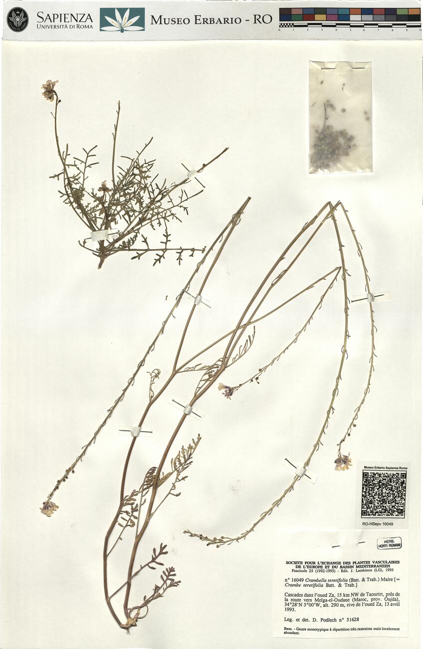 Crambella teretifolia (Batt. & Trab.) Maire -  RO-HSepv 16049 photo