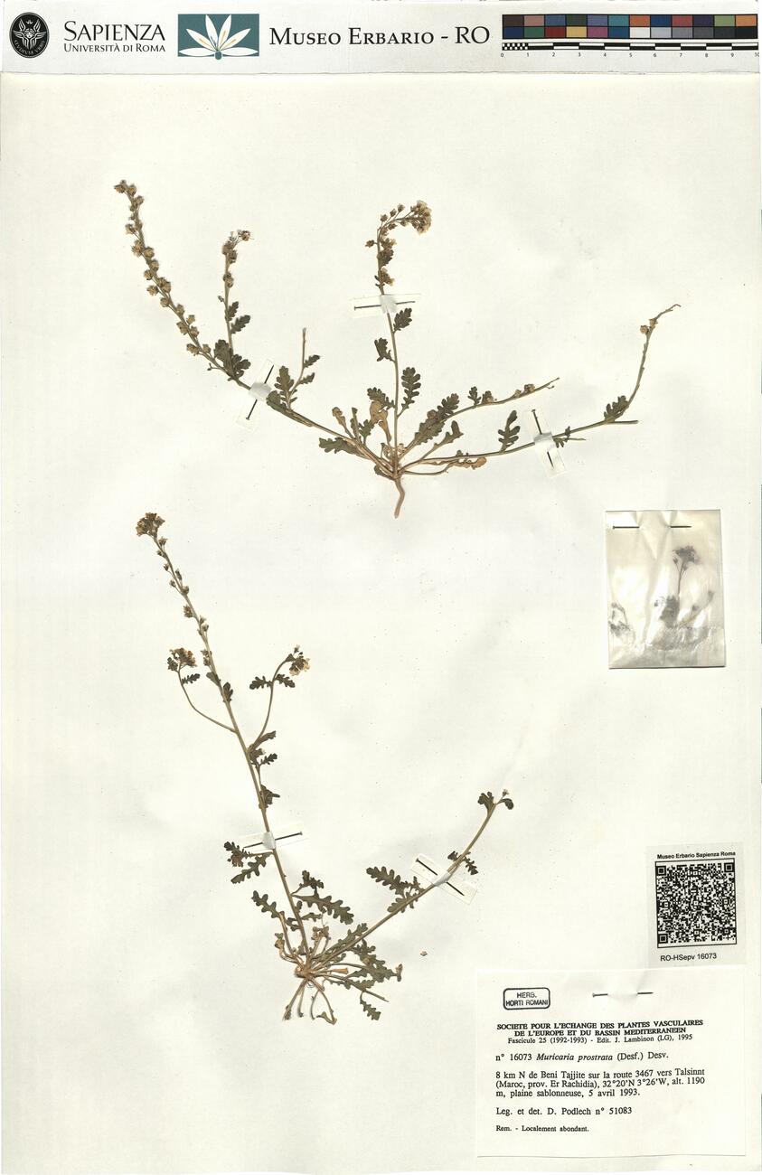 Muricaria prostrata (Desf.) Desv. -  RO-HSepv 16073 photo