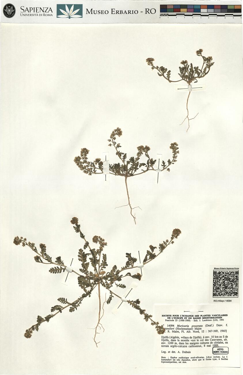 Muricaria prostrata (Desf.) Desv. f. battandieri (Hochreutiner) Maire -  RO-HSepv 14094 photo