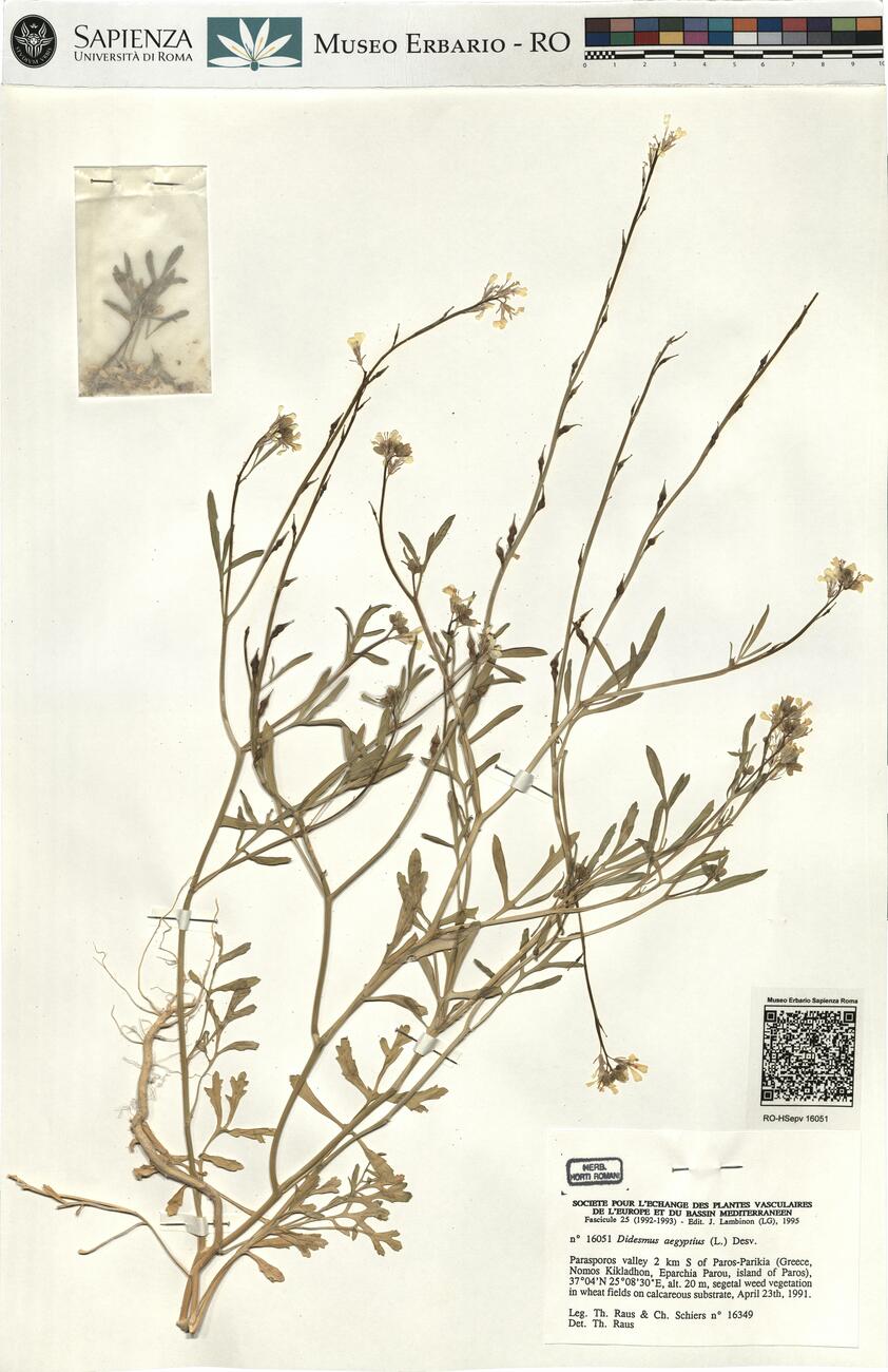 Didesmus aegyptius (L.) Desv. -  RO-HSepv 16051 photo