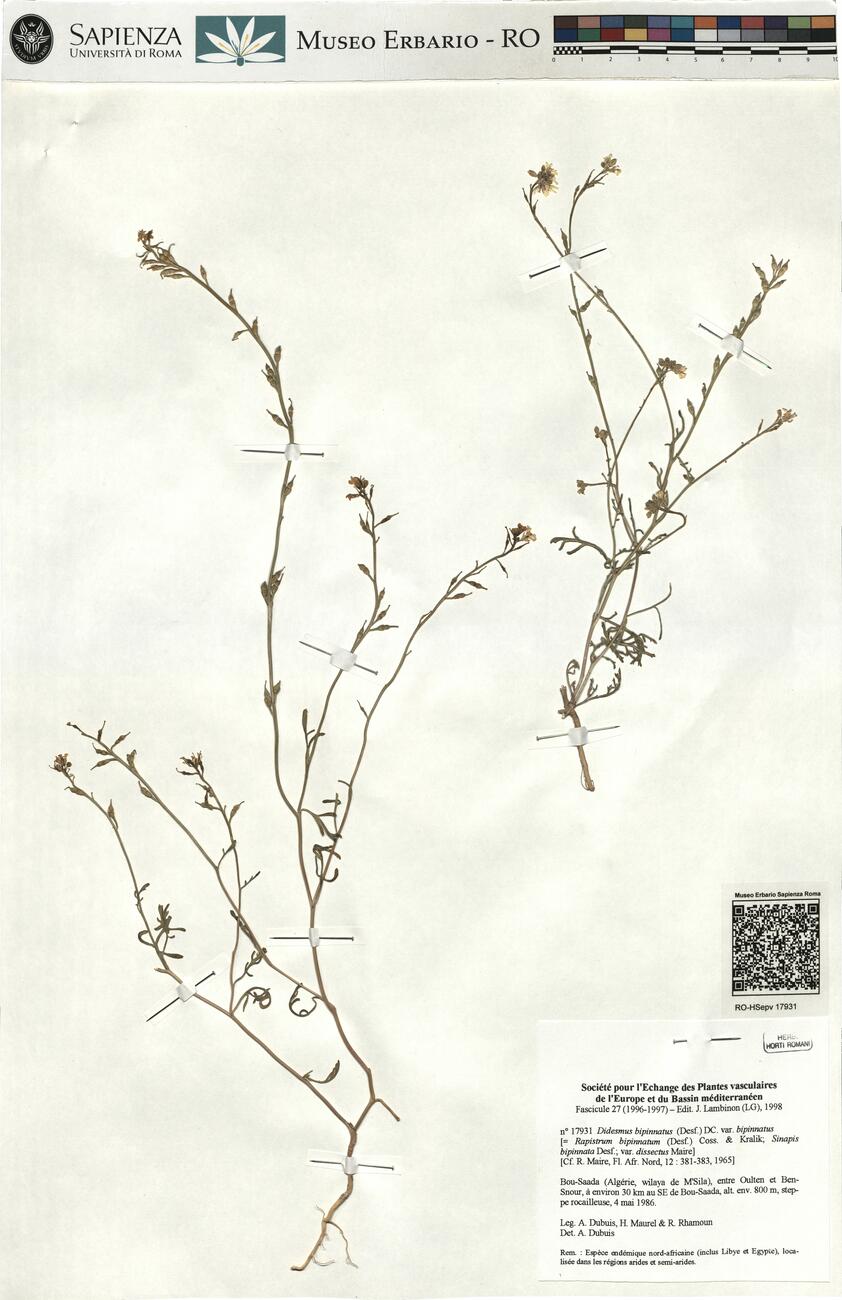 Didesmus bipinnatus (Desf.) DC. var. bipinnatus -  RO-HSepv 17931 photo