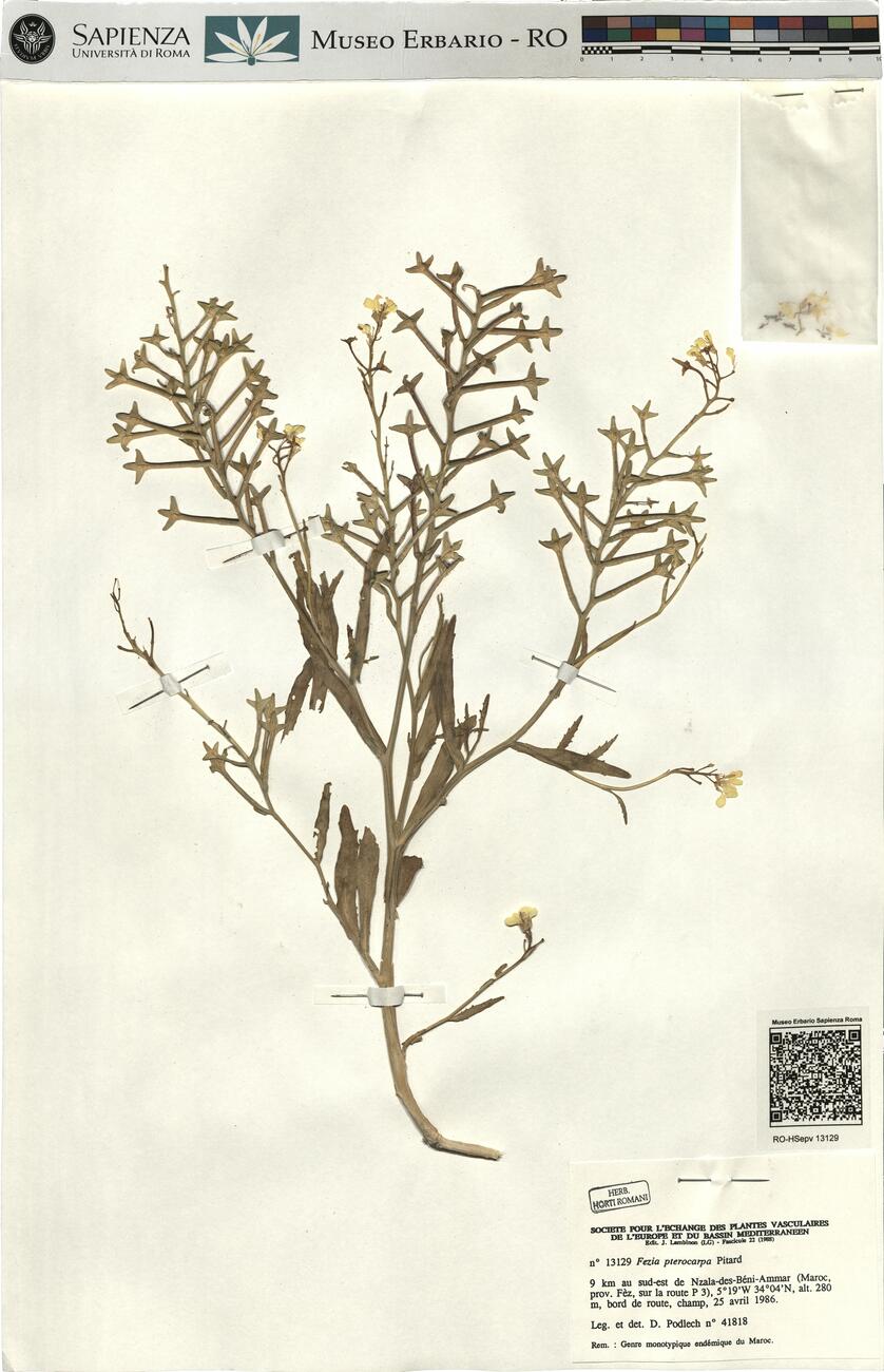 Fezia pterocarpa Pitard -  RO-HSepv 13129 photo