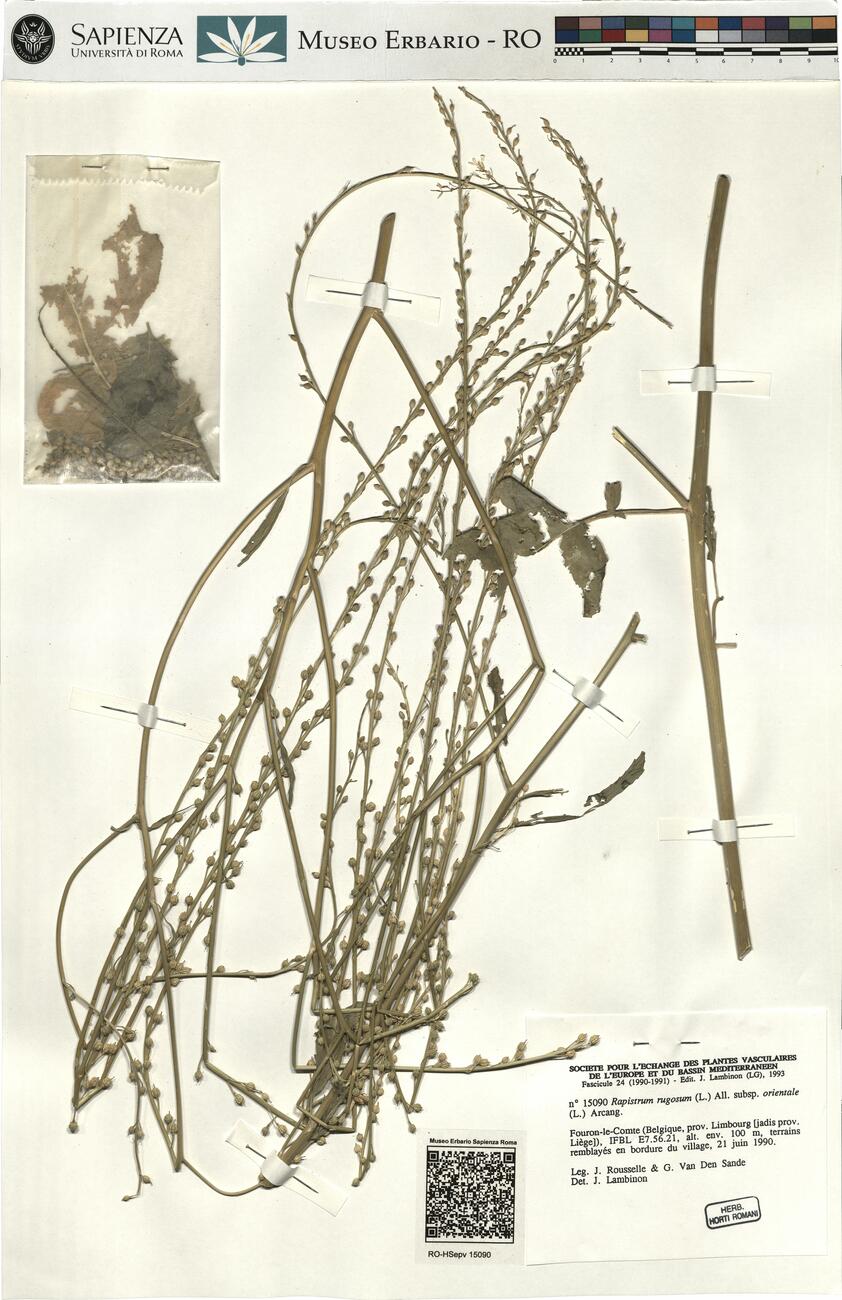 Rapistrum rugosum (L.) subsp. orientale (L.) Arcang. -  RO-HSepv 15090 photo