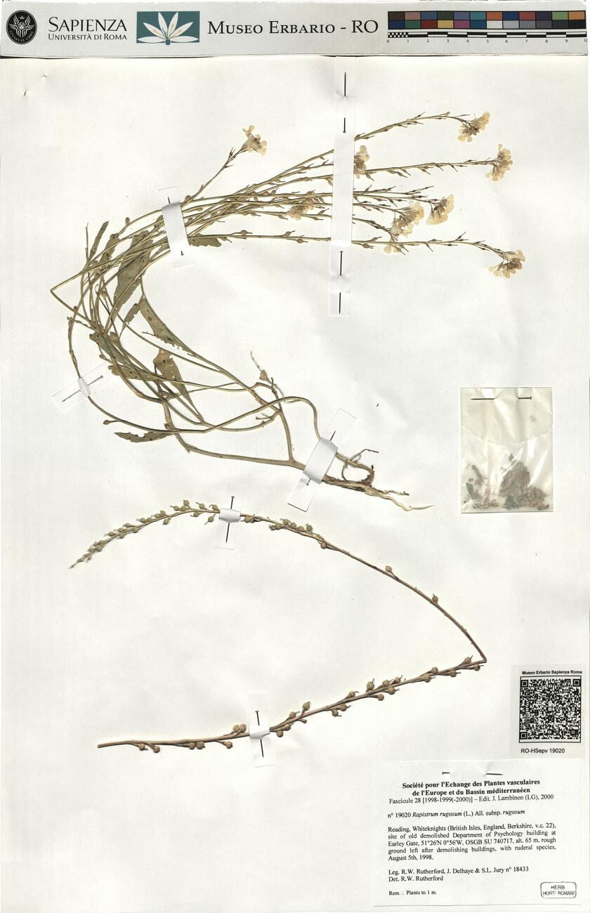 Rapistrum rugosum (L.) subsp. rugosum -  RO-HSepv 19020 photo