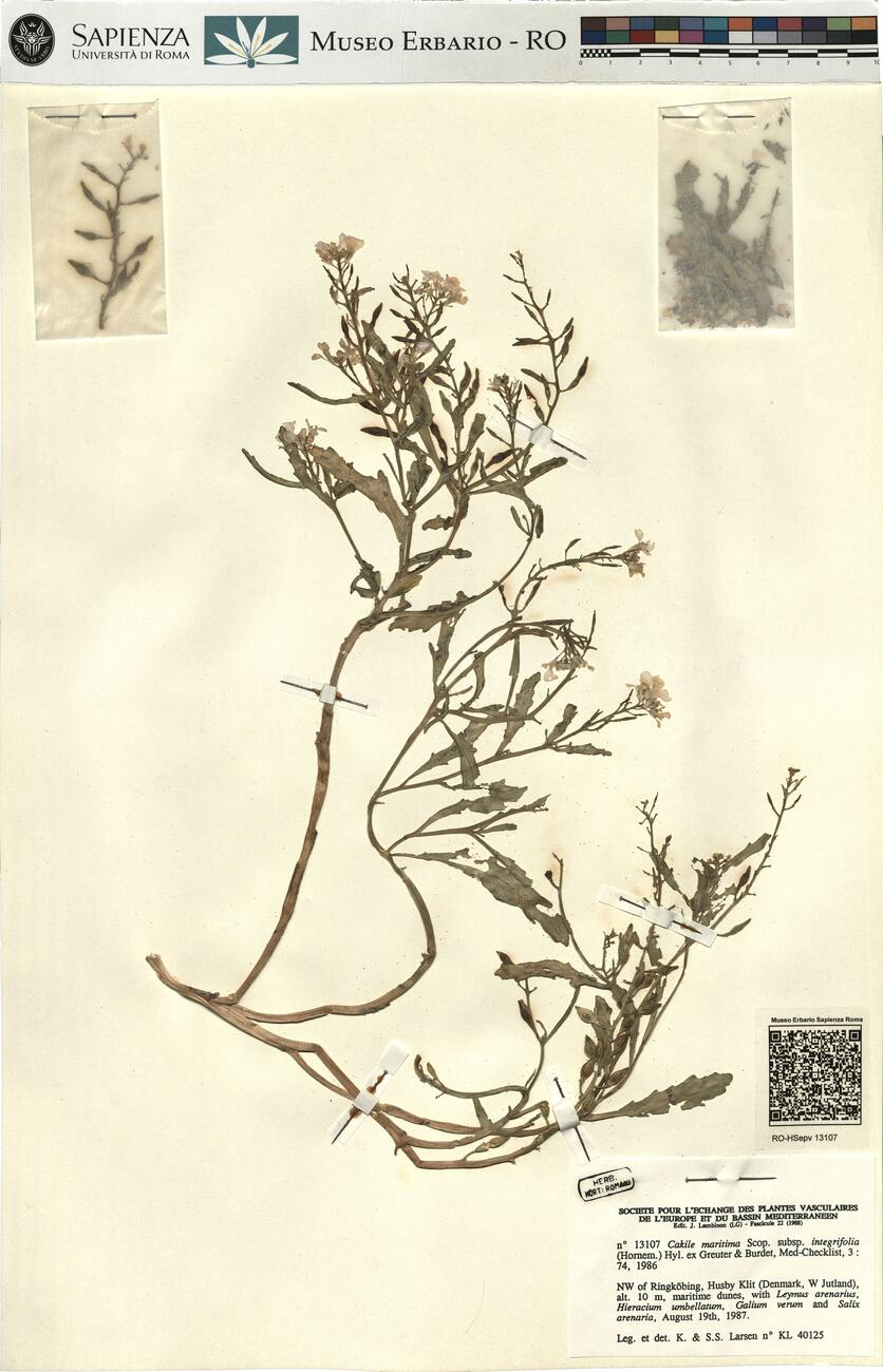 Cakile maritima Scop. subsp. integrifolia (Hornem.) Hyl. ex Greuter & Burdet,  -  RO-HSepv 13107 photo