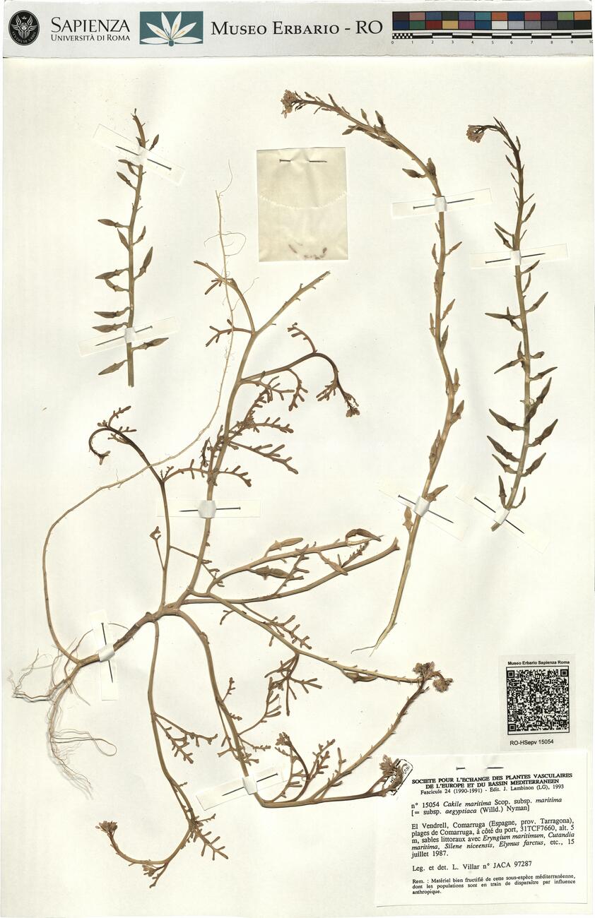 Cakile maritima Scop. subsp. maritima -  RO-HSepv 15054 photo