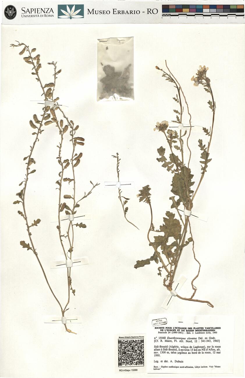 Enarthrocarpus clavatus Del. ex Godr. -  RO-HSepv 15068 photo