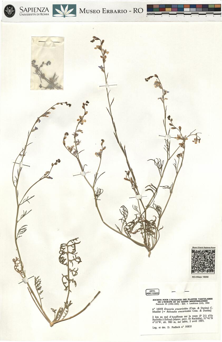 Erucaria erucarioides (Coss. & Durieu) C. Mueller -  RO-HSepv 16058 photo