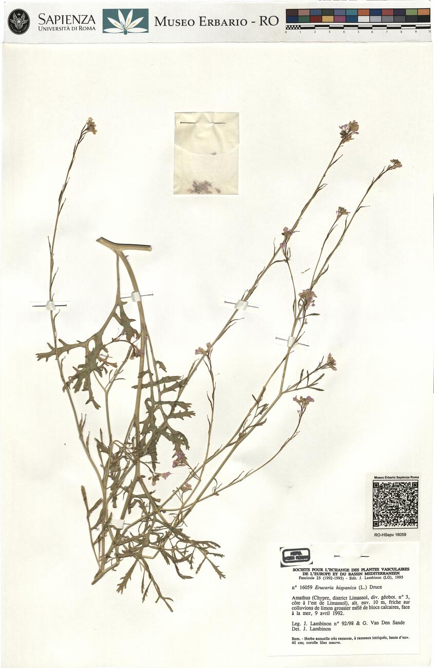 Erucaria hispanica (L.) Druce -  RO-HSepv 16059 photo
