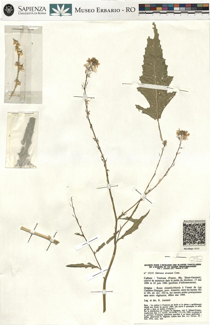 Guiraoa arvensis Coss. -  RO-HSepv 13131 photo