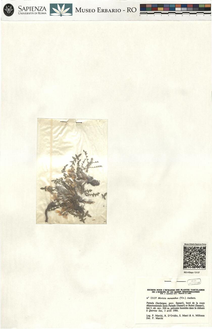 Morisia monanthos (Viv.) Aschers. -  RO-HSepv 13137 photo
