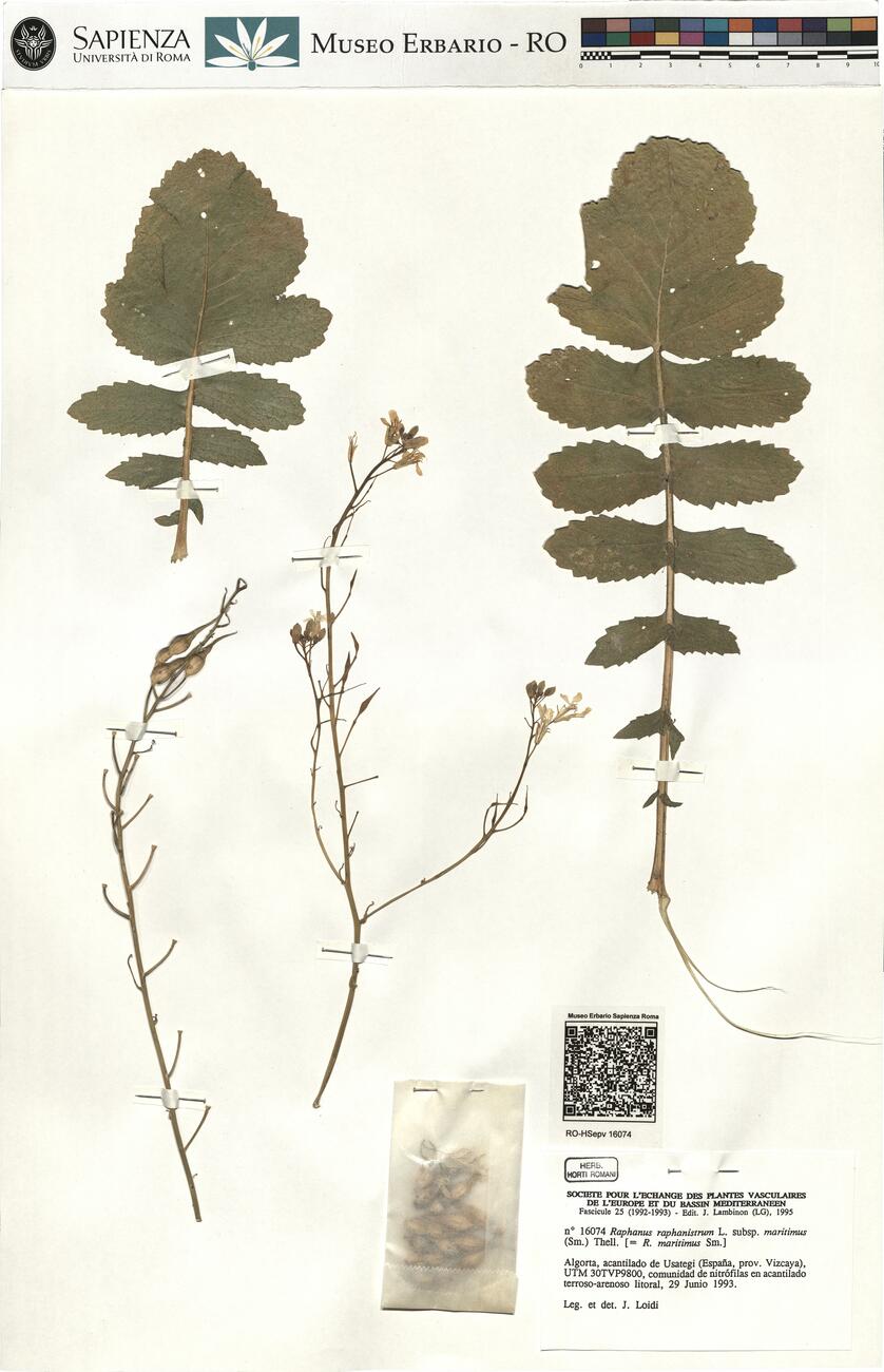 Raphanus raphanistrum L. subsp. maritimus (Sm.) Thell.  -  RO-HSepv 16074 photo