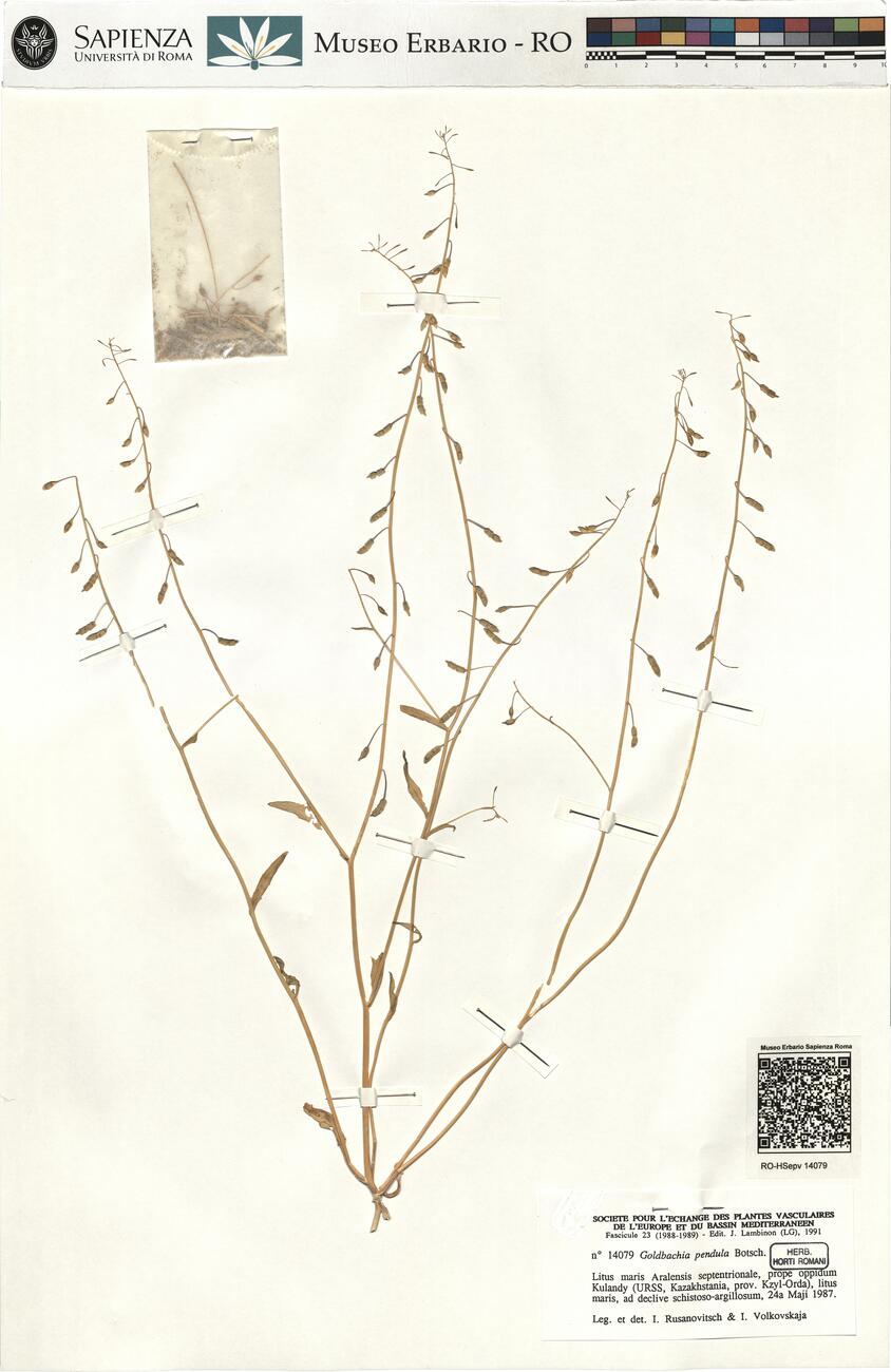 Goldbachia pendula Botsch. -  RO-HSepv 14079 photo