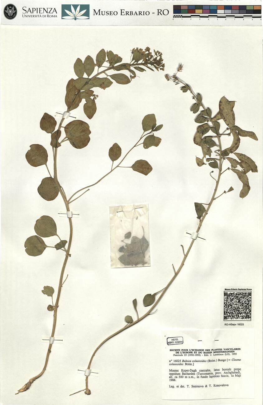 Buhsea coluteoides (Boiss.) Bunge  -  RO-HSepv 16025 photo