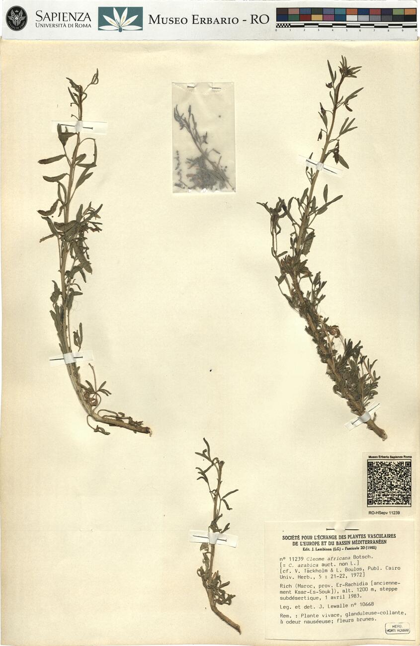 Cleome africana Botsch. -  RO-HSepv 11239 photo