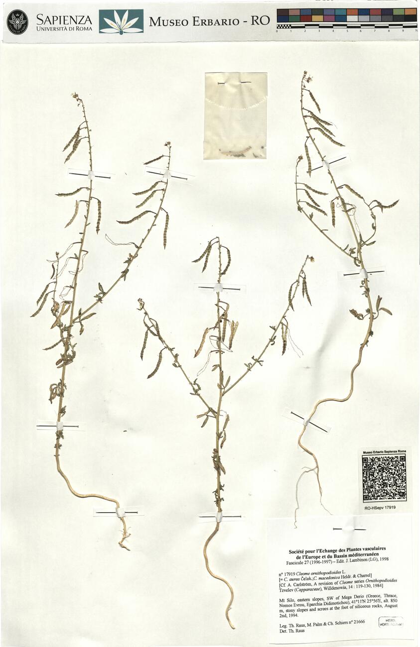 Cleome ornithopodioides L. -  RO-HSepv 17919 photo