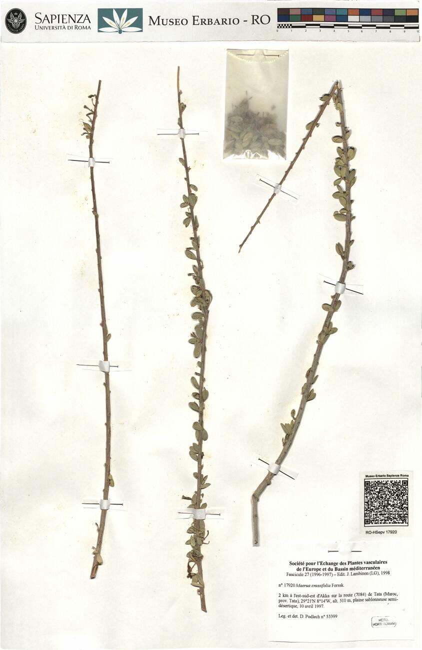 Maerua crassifolia Forssk. -  RO-HSepv 17920 photo