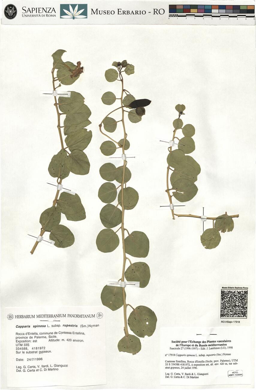 Capparis spinosa L. subsp. rupestris (Sm.) Nyman -  RO-HSepv 17918 photo