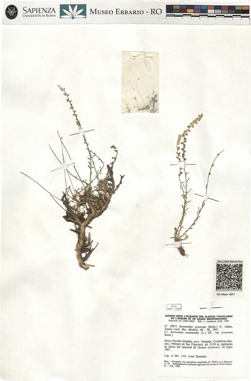 Sesamoides prostrata (Boiss.) G. López ^ -  RO-HSepv 16971 photo
