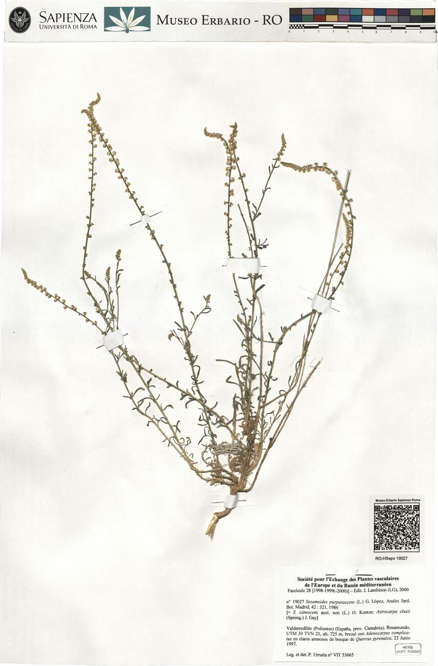 Sesamoides purpurascens (L.) G. López ^ -  RO-HSepv 19027 photo
