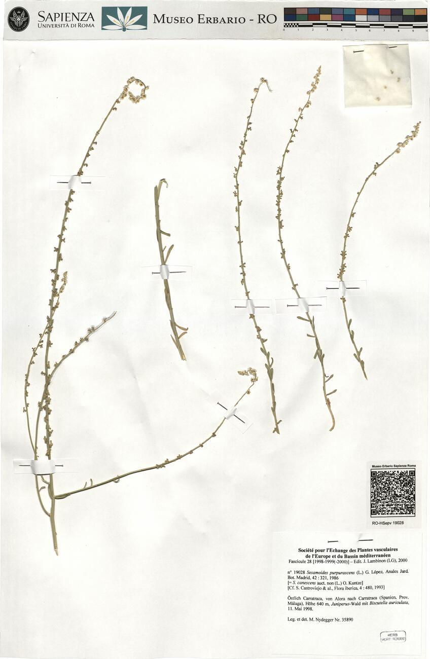 Sesamoides purpurascens (L.) G. López ^ -  RO-HSepv 19028 photo
