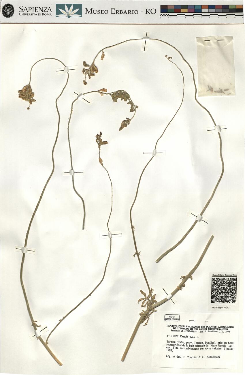 Reseda alba L. -  RO-HSepv 16077 photo